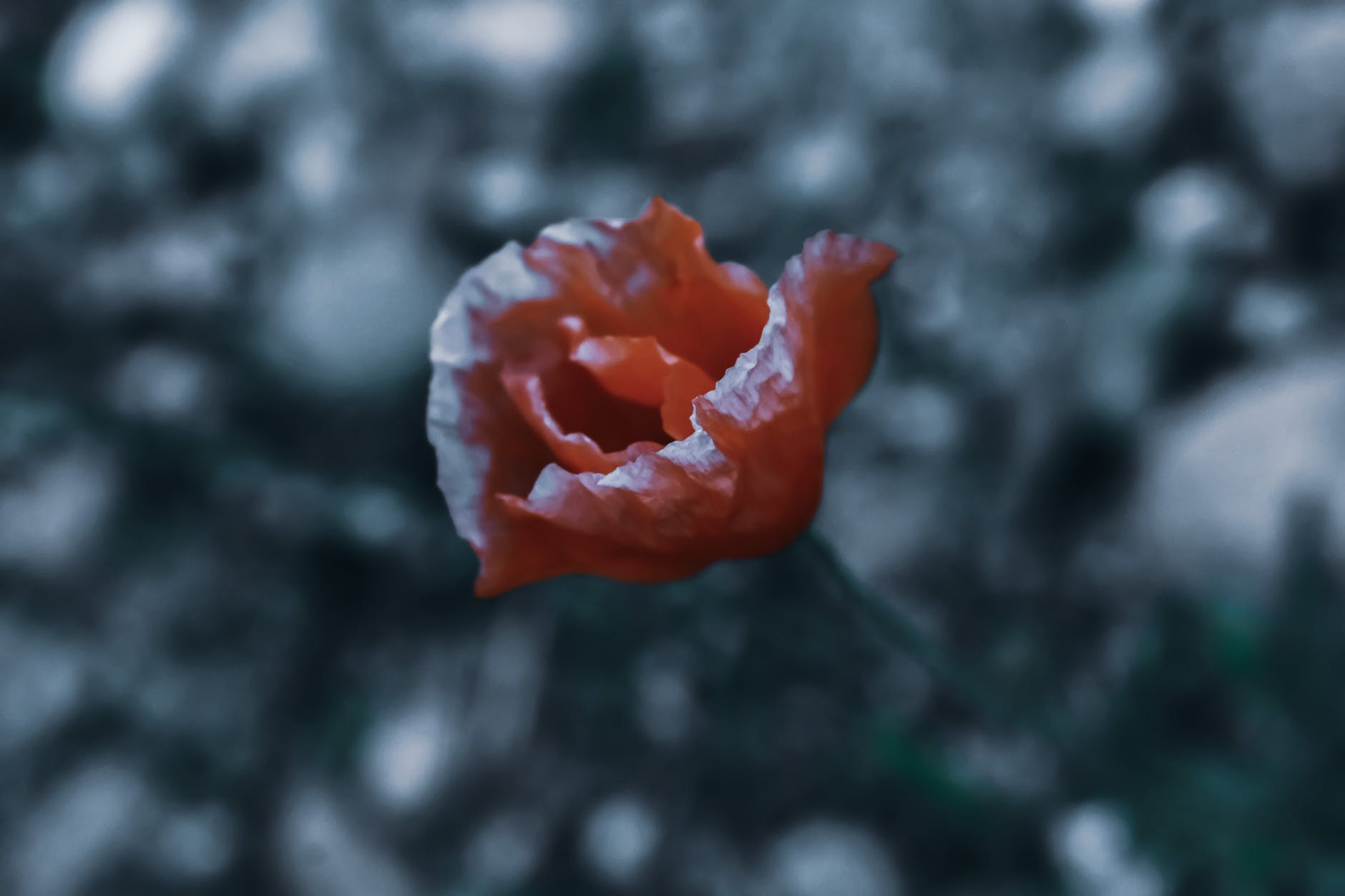 積もる雪に、一束の赤い花を